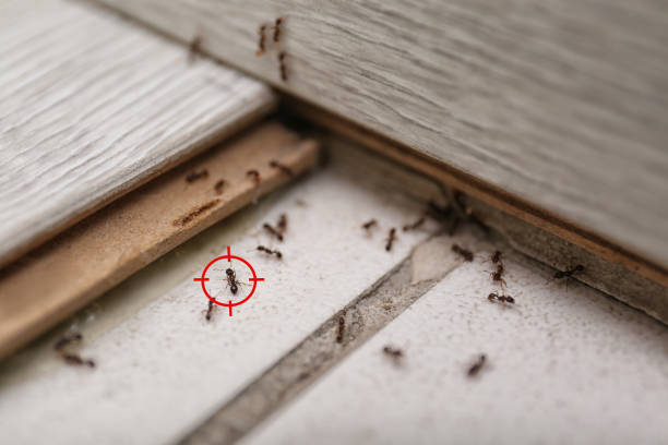 Best Exterminator Services  in Inesville, GA