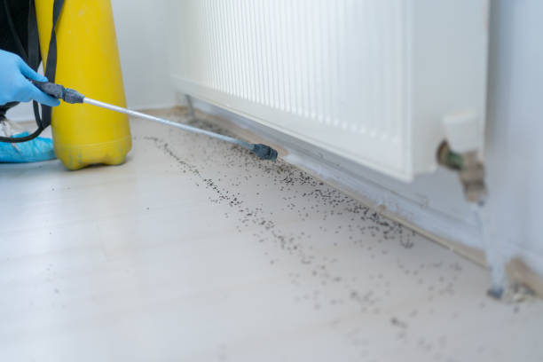 Reliable Gainesville, GA Pest Control Solutions