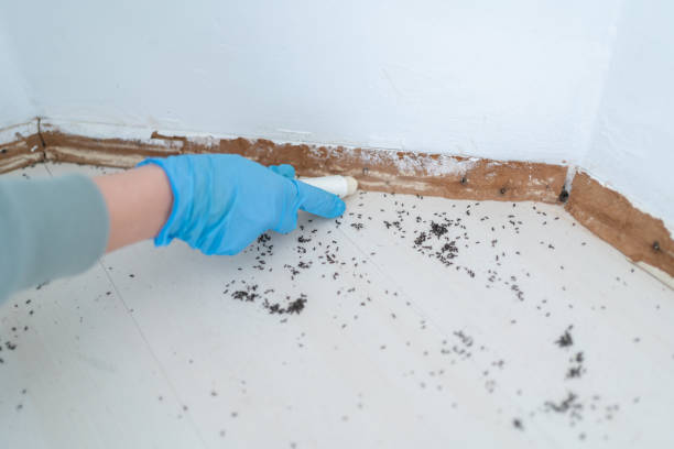 Best Affordable Pest Control Services  in Inesville, GA